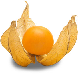 Physalis